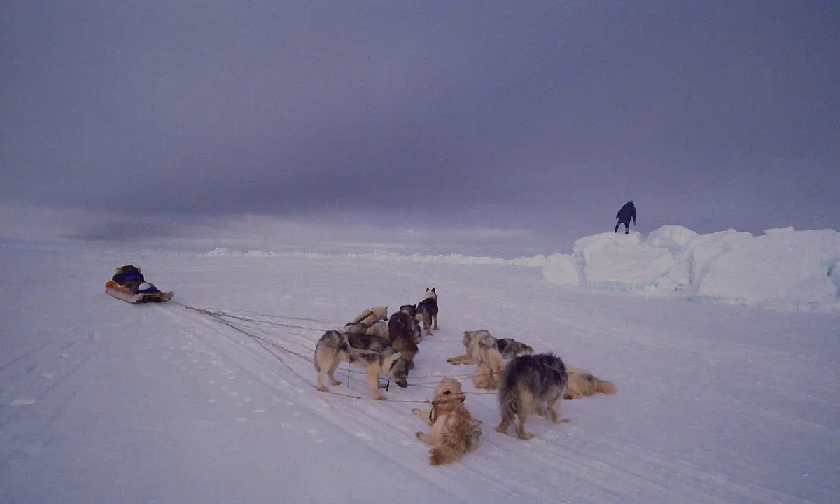 A dog team rests in harness beside a loaded sled on Arctic sea ice as a traveler stands atop a nearby ice ridge.