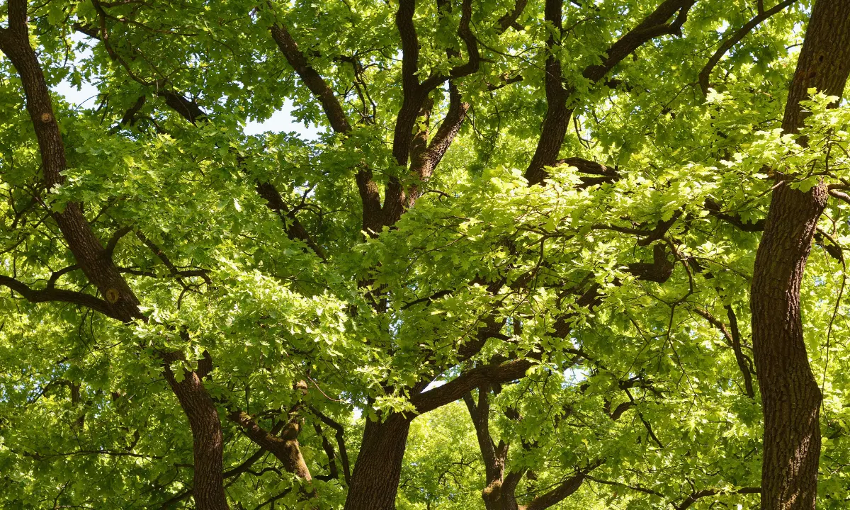 Looking up into the sunlit canopy of large trees, with spreading branches and bright green leaves.