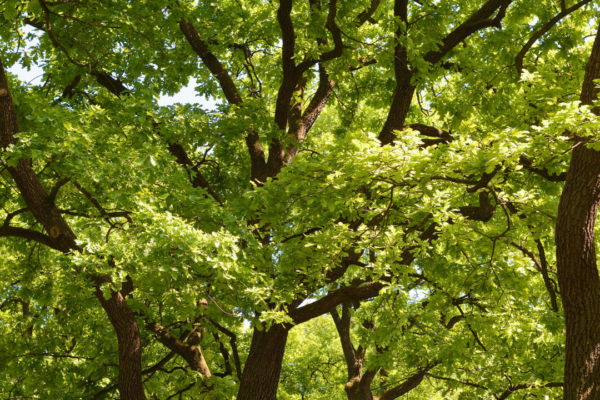 ‘Botany Brown Bag’ Lunch & Learn: Trees of Trees by Dr. Felipe Zapata