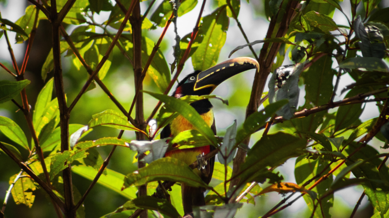 Chestnut-Eared Aracari in Peru