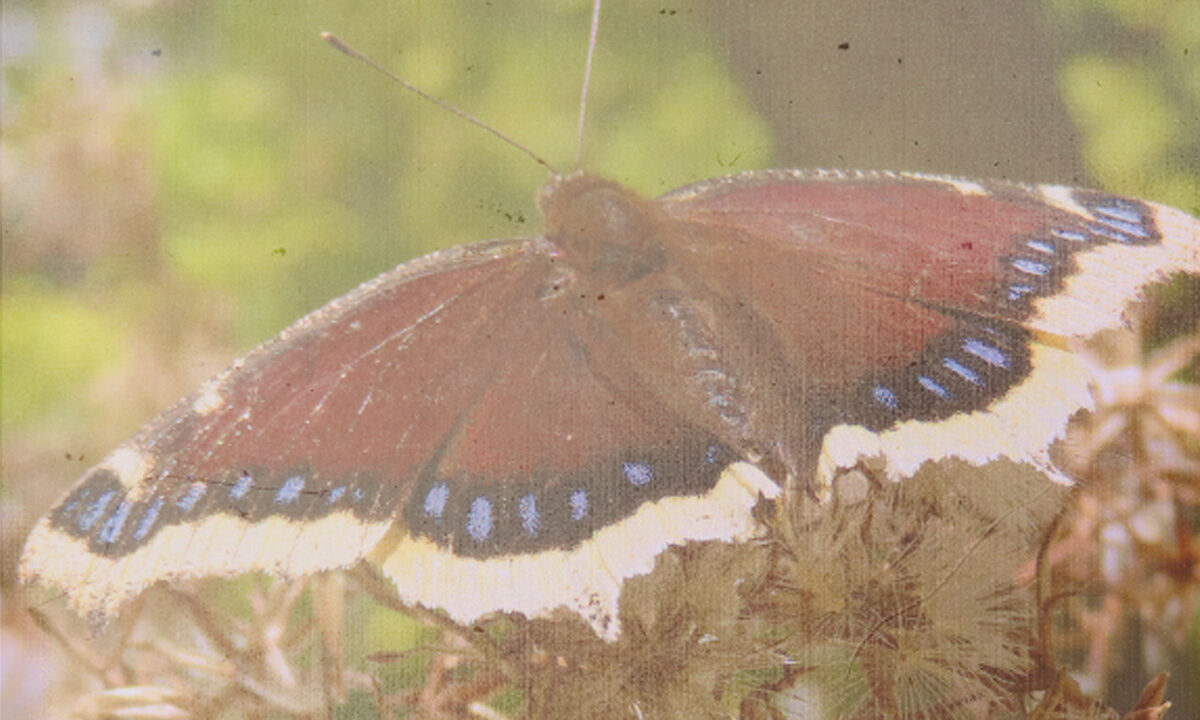 Moth