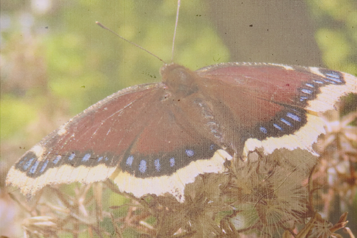 Moth