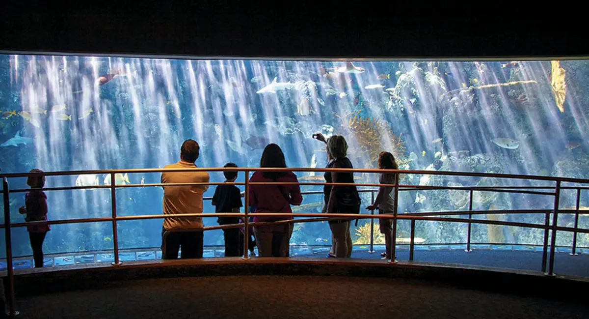 Visitors stand at a railing before a large curved aquarium window, watching fish and kelp in the blue-lit tank.