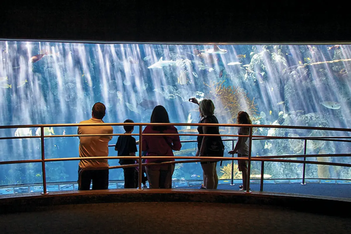 Visitors stand at a railing before a large curved aquarium window, watching fish and kelp in the blue-lit tank.