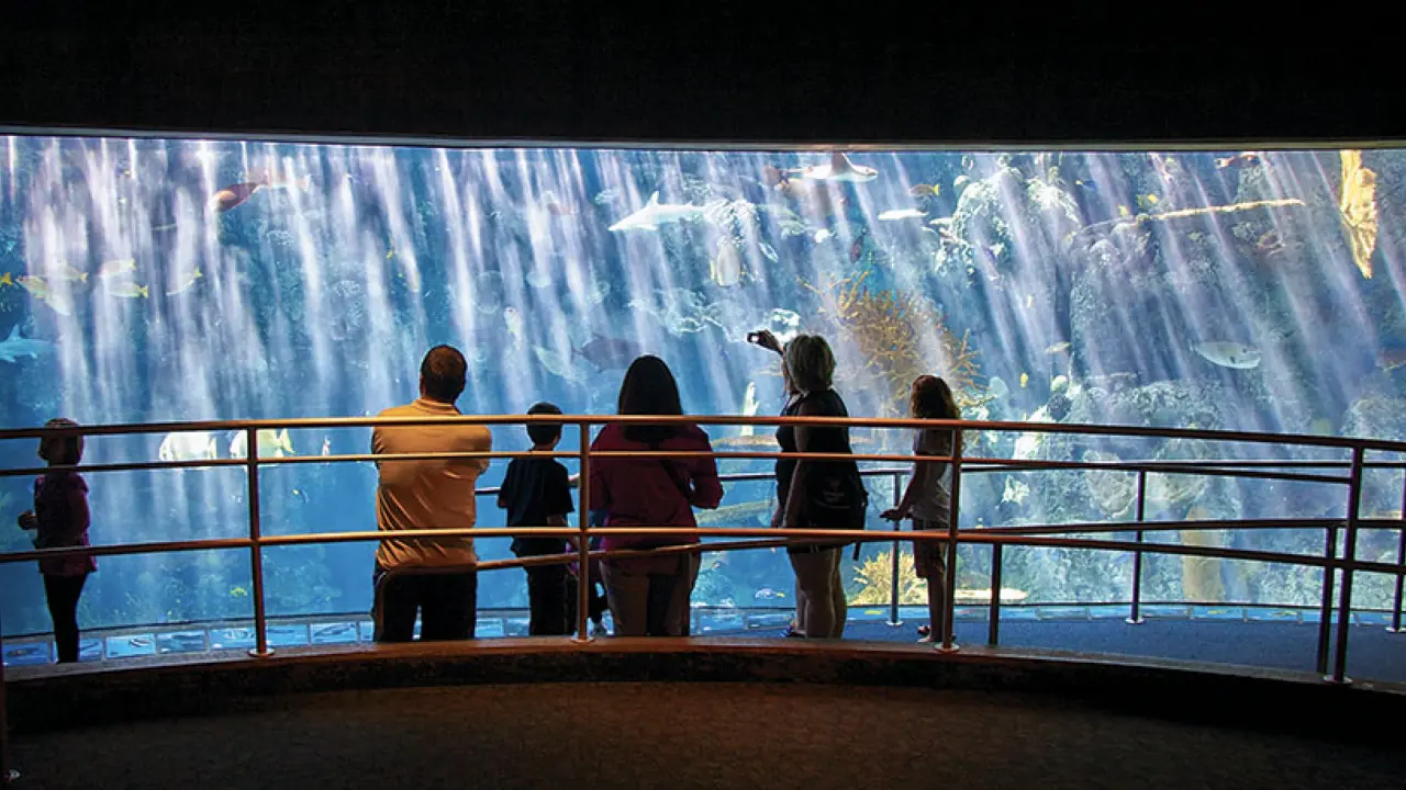 Investigating blue carbon alternatives as possible offsets at the Aquarium of the Pacific