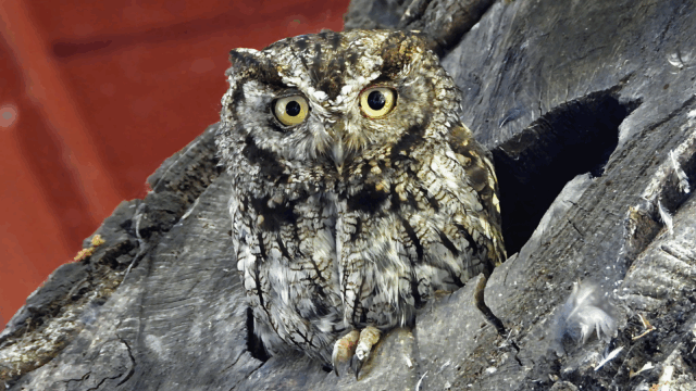 Western Screech Owl, a key focal species of the Raptor Practicum Team project. Photo by Nurit Katz