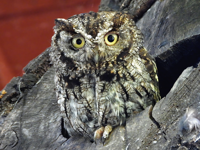 Western Screech Owl, a key focal species of the Raptor Practicum Team project. Photo by Nurit Katz