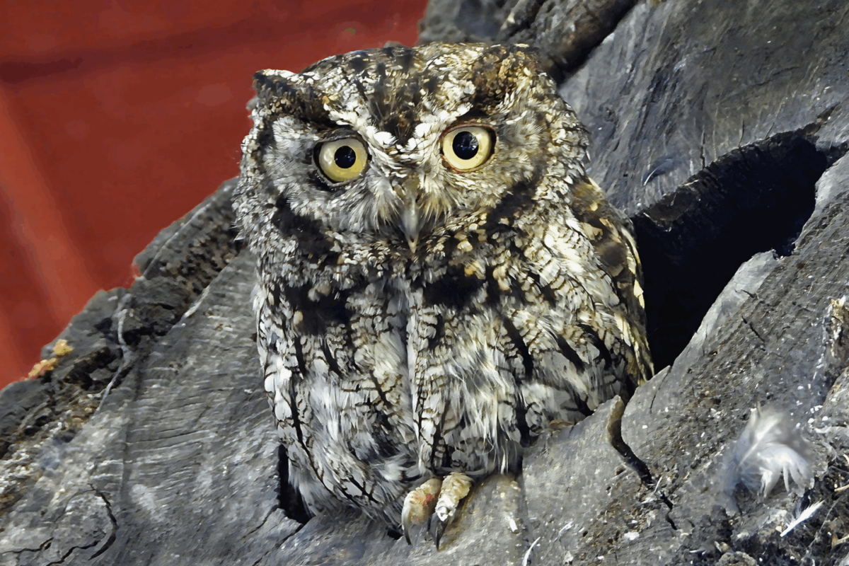 Western Screech Owl, a key focal species of the Raptor Practicum Team project. Photo by Nurit Katz