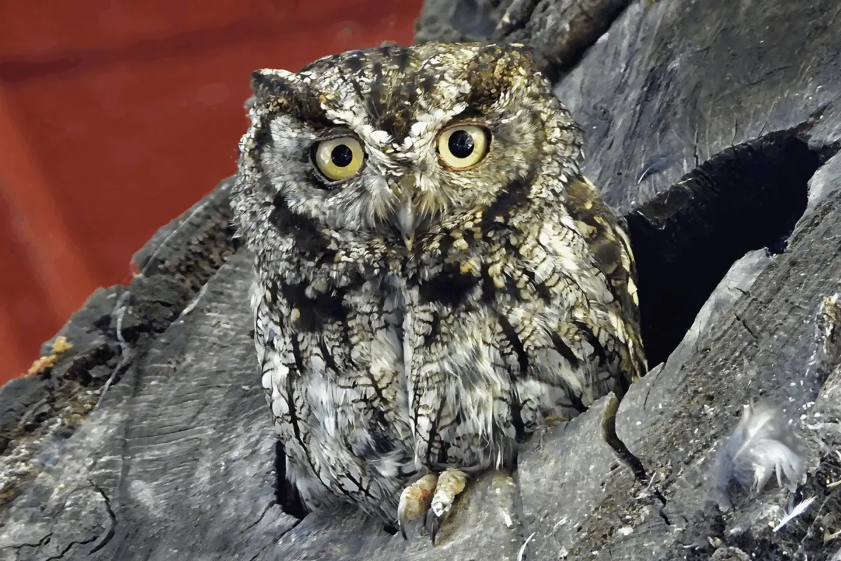 Western Screech Owl, a key focal species of the Raptor Practicum Team project. Photo by Nurit Katz
