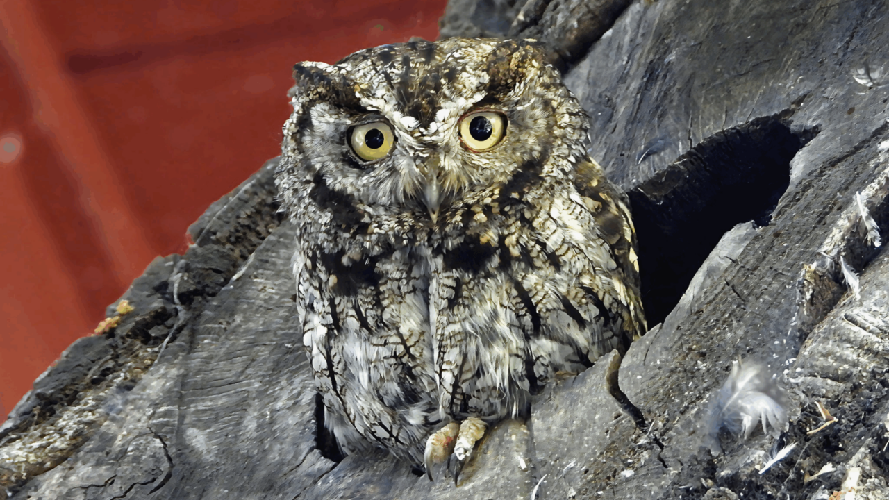 Western Screech Owl, a key focal species of the Raptor Practicum Team project. Photo by Nurit Katz