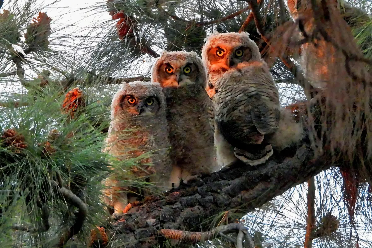 Owls sitting in a tree by Los Angeles | Photo by Nurit Katz