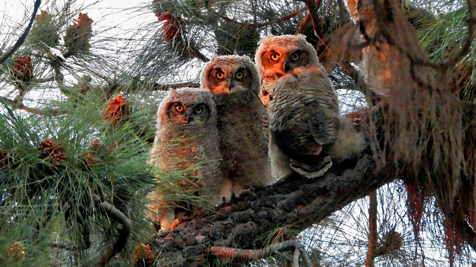 Owls sitting in a tree by Los Angeles | Photo by Nurit Katz