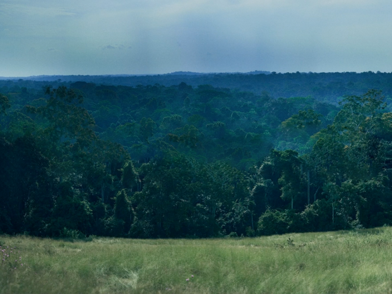Forest in Cameroon