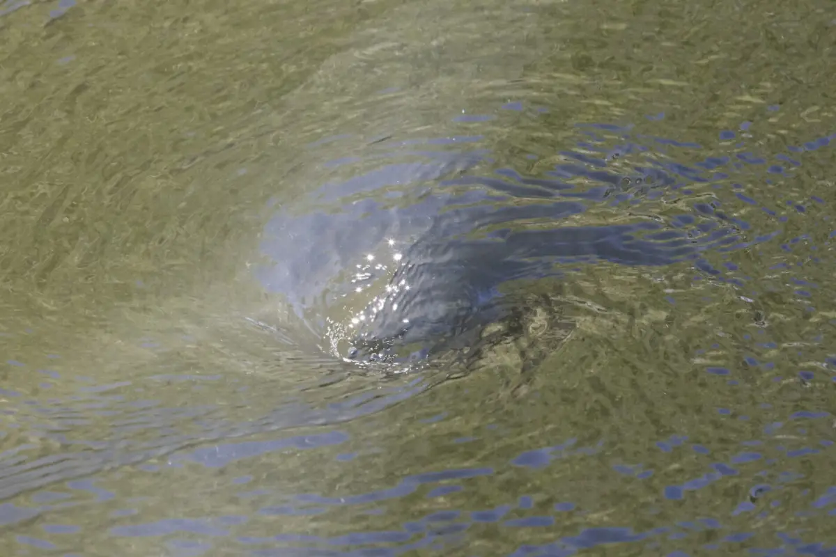 A swirling vortex forms on the surface of murky green water, ripples spreading outward around it.