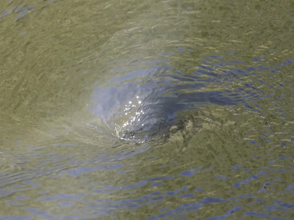 A swirling vortex forms on the surface of murky green water, ripples spreading outward around it.