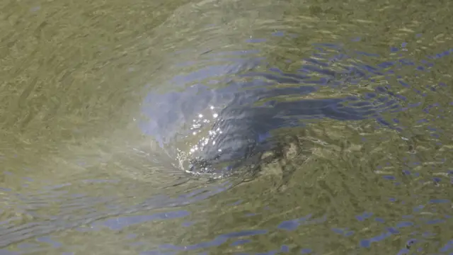 A swirling vortex forms on the surface of murky green water, ripples spreading outward around it.
