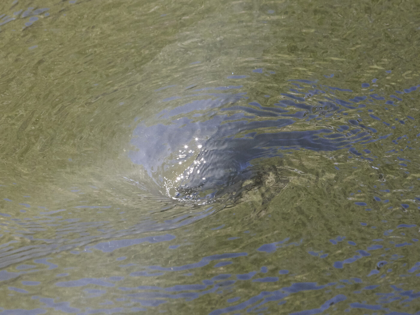 UCLA Counterforce Lab’s Yogan Müller publishes book on LA Aqueduct following COP21