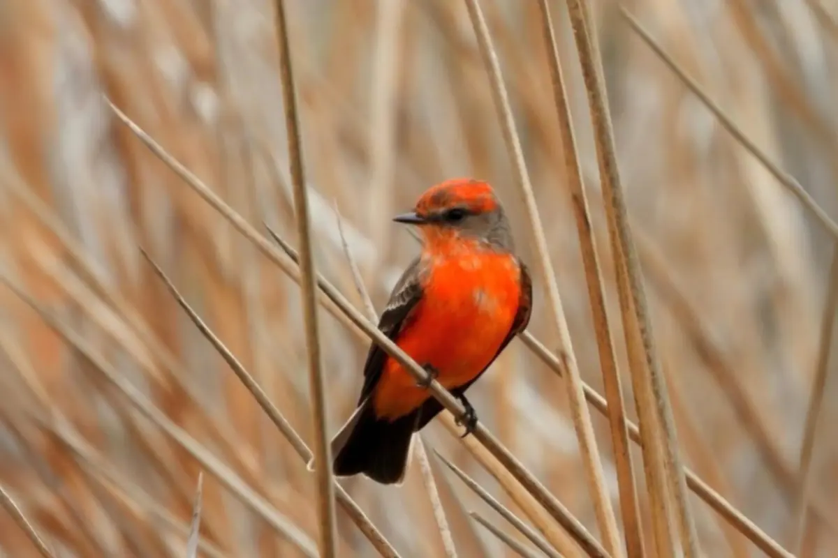Orange Vermilion Flycatcher sitting on brush
