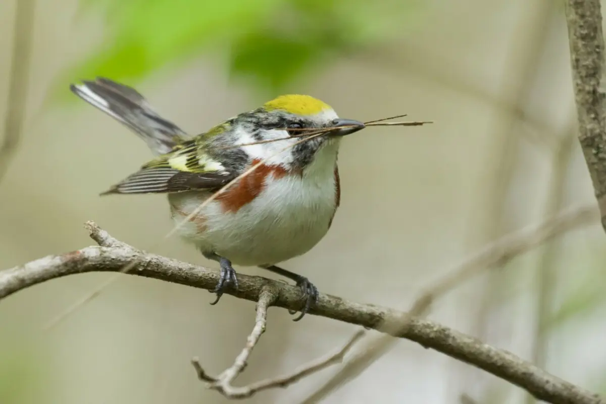 Chestnut-sided warbler