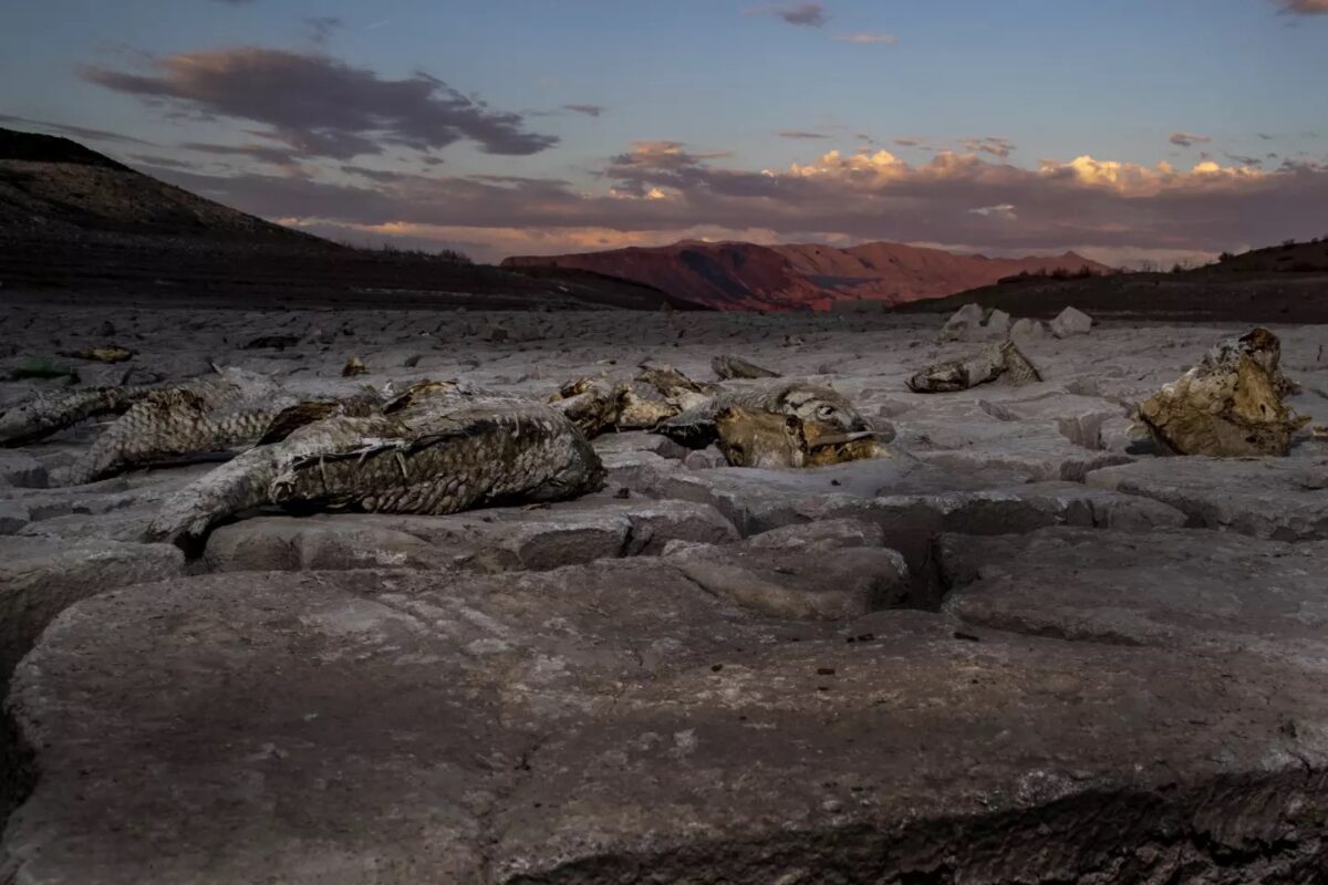 Carcasses lie on dried mud on the shore of Lake Mead in 2022