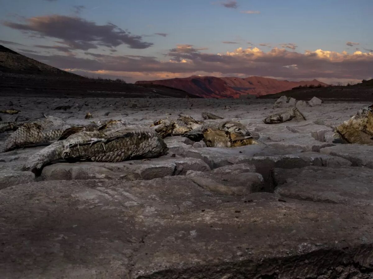 Carcasses lie on dried mud on the shore of Lake Mead in 2022