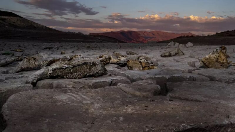 Carcasses lie on dried mud on the shore of Lake Mead in 2022