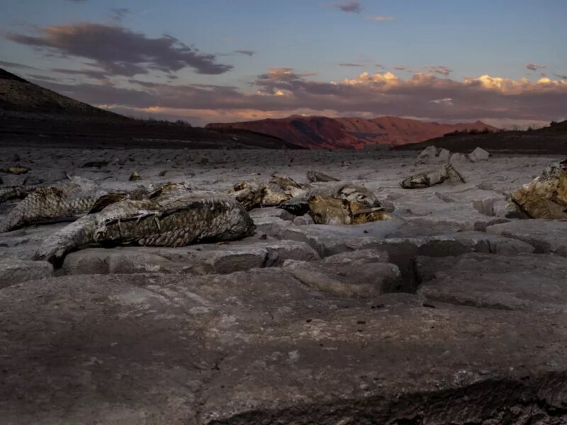 Carcasses lie on dried mud on the shore of Lake Mead in 2022
