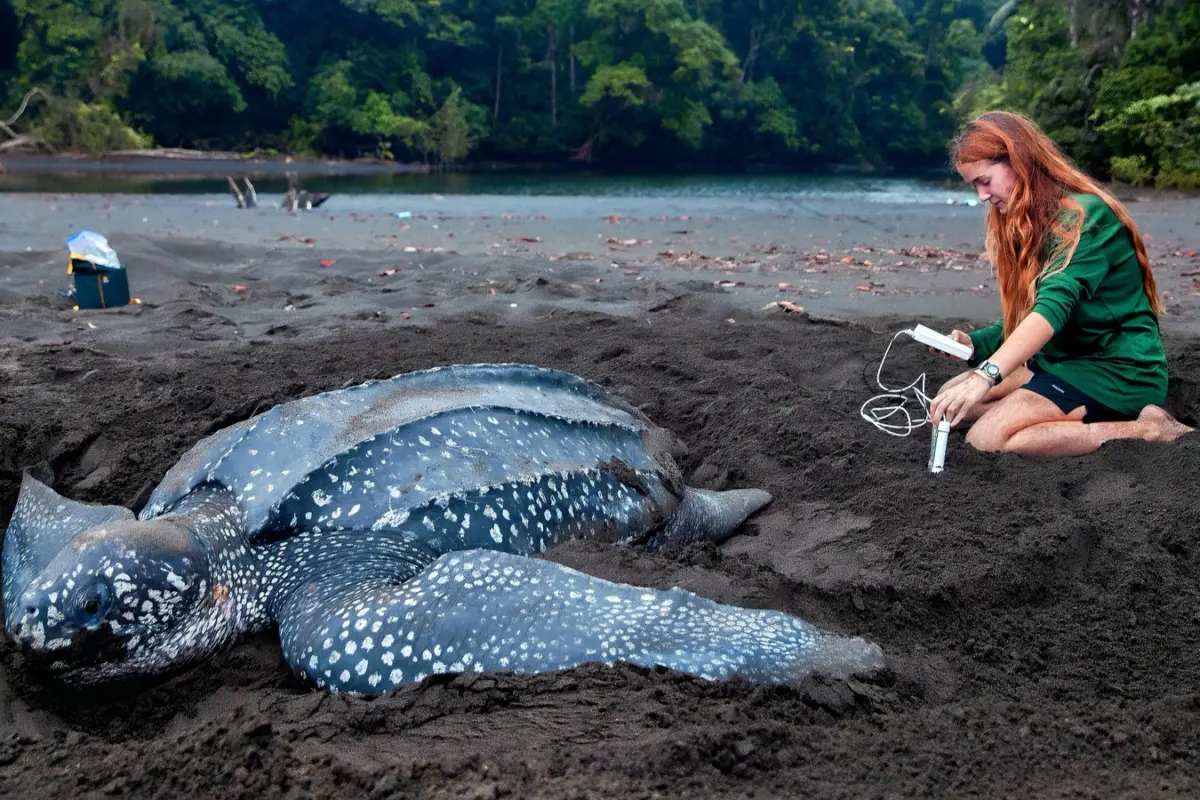 A researcher kneels beside a nesting leatherback sea turtle on a dark sand beach, using a handheld device to collect data.