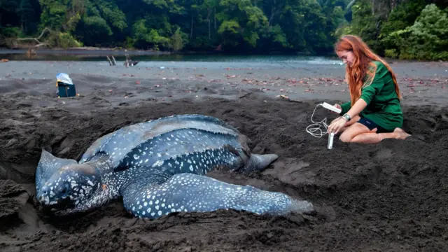 A researcher kneels beside a nesting leatherback sea turtle on a dark sand beach, using a handheld device to collect data.
