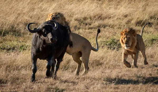 Two male lions attack a Cape buffalo