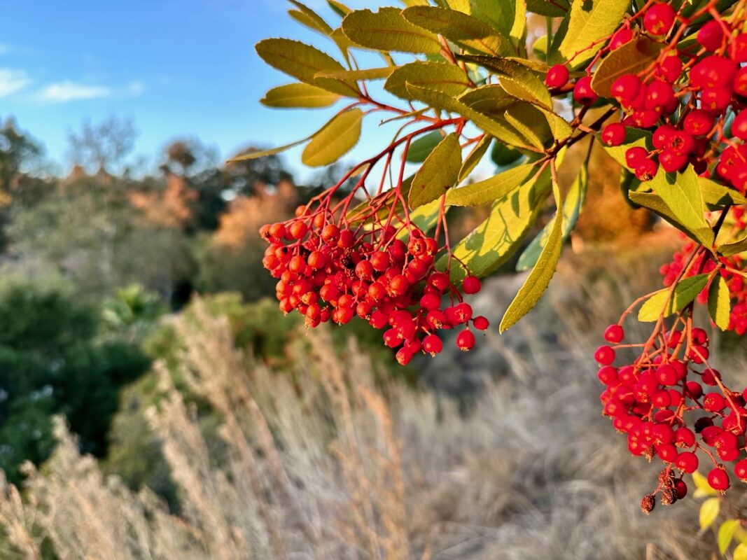 Red toyon berries hang over sagebrush at Sage Hill