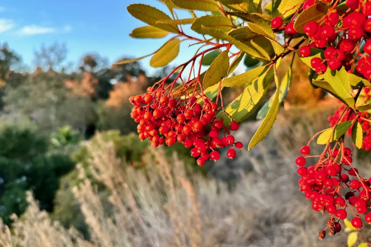 Red toyon berries hang over sagebrush at Sage Hill