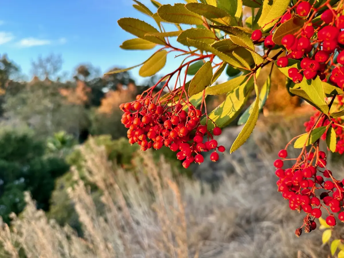 Red toyon berries hang over sagebrush at Sage Hill