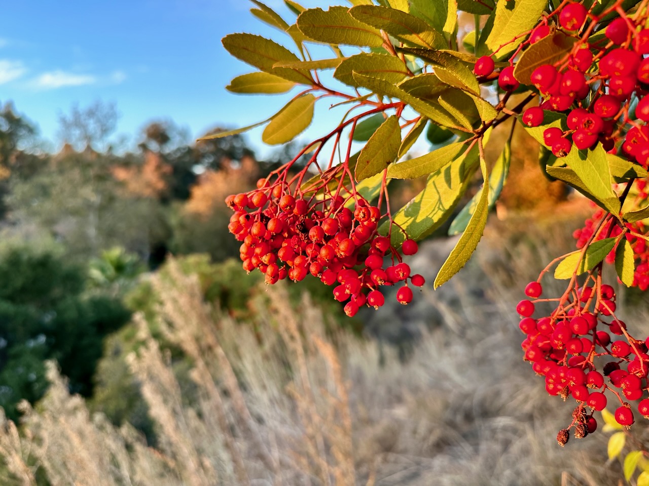 Red toyon berries hang over sagebrush at Sage Hill