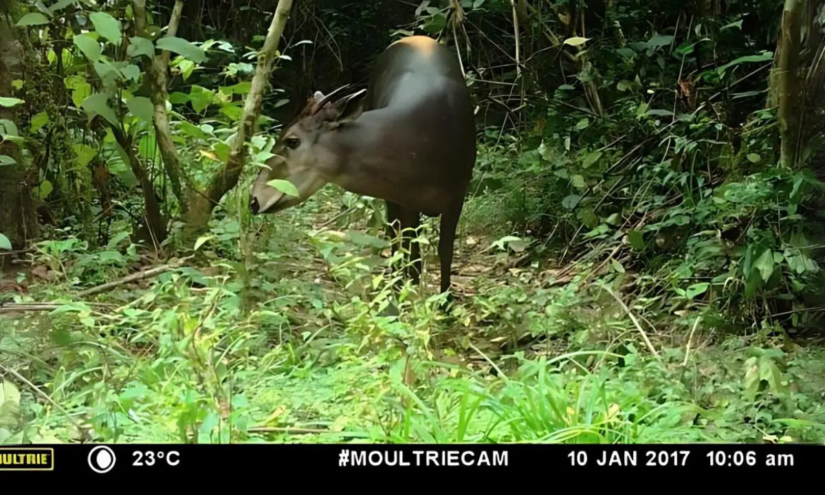 A yellow-backed duiker approaches a camera trap in Dja Biosphere Reserve, Cameroon.