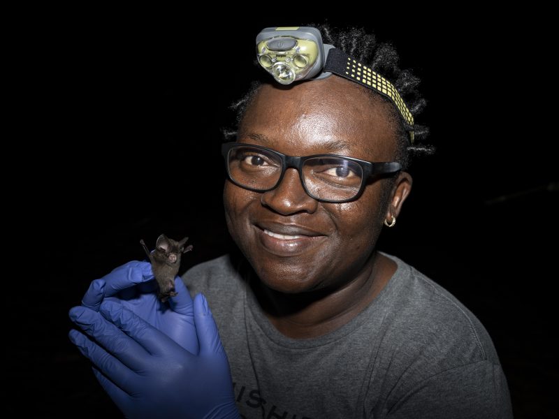 Iroro Tanshi holds up a bat at the makeshift workstation in Odukpani, Cross River State on the 18th of February, 2024