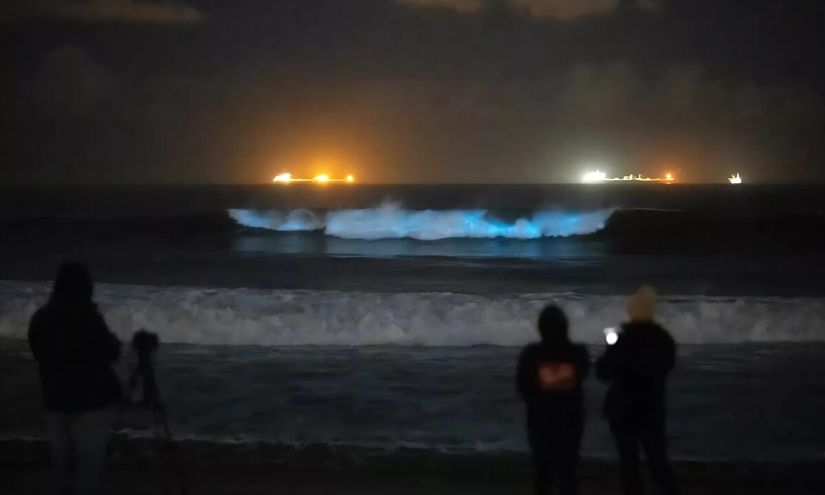 Beachgoers watch and record images of bioluminescent waves breaking in Huntington Beach on Jan. 2, 2024. Bioluminescence is light emitted by living things through chemical reactions in their bodies. 