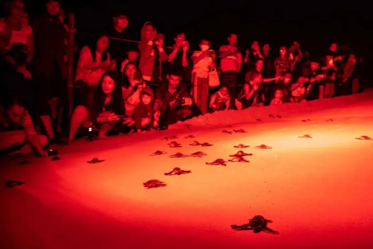 Tourists watch leatherback sea turtle hatchlings crawl toward the sea under the glow of less intrusive red lights. Artificial white lighting can attract the hatchlings away from the ocean, where predators may be lurking. Sirachai Arunrugstichai / Getty Images