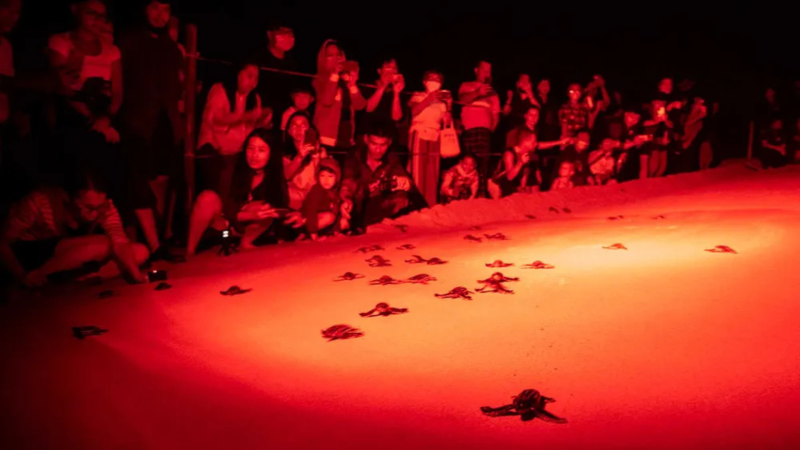 Tourists watch leatherback sea turtle hatchlings crawl toward the sea under the glow of less intrusive red lights. Artificial white lighting can attract the hatchlings away from the ocean, where predators may be lurking. Sirachai Arunrugstichai / Getty Images
