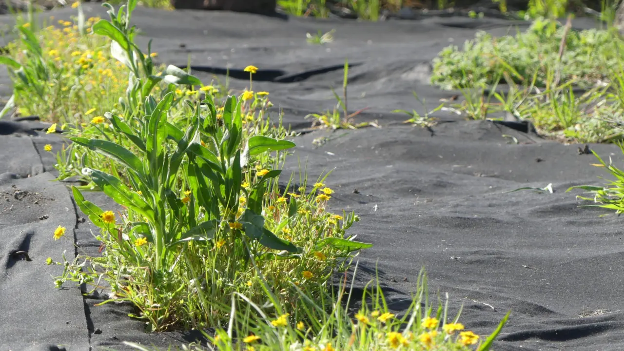 Yellow-flowered plants and grasses growing through seams in black landscaping fabric covering a field plot.