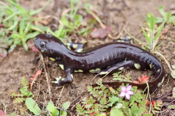 A dark, yellow-spotted California tiger salamander on damp soil among small green plants and a pink wildflower.