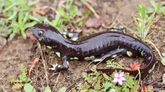 A dark, yellow-spotted California tiger salamander on damp soil among small green plants and a pink wildflower.