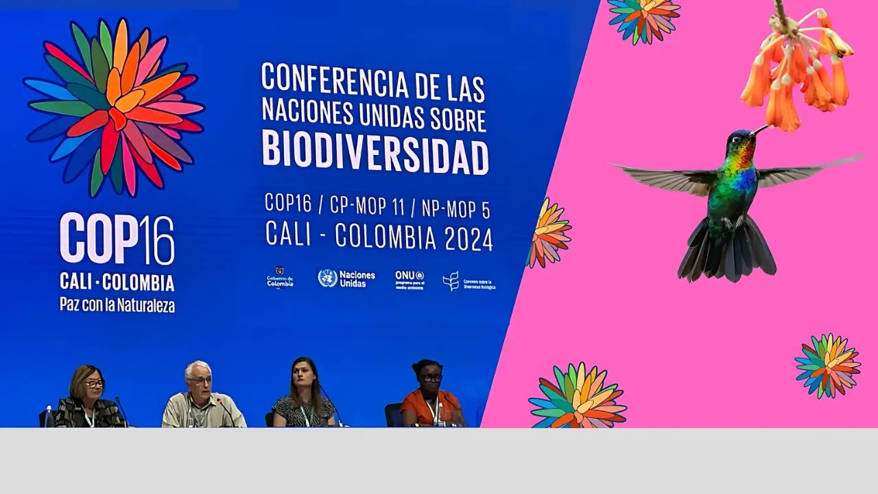 UCLA at COP16: Progress, setbacks and the race to save the planet