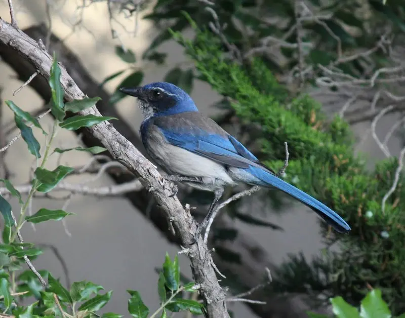 A California scrub-jay perches on a branch amid oak leaves and evergreen foliage.