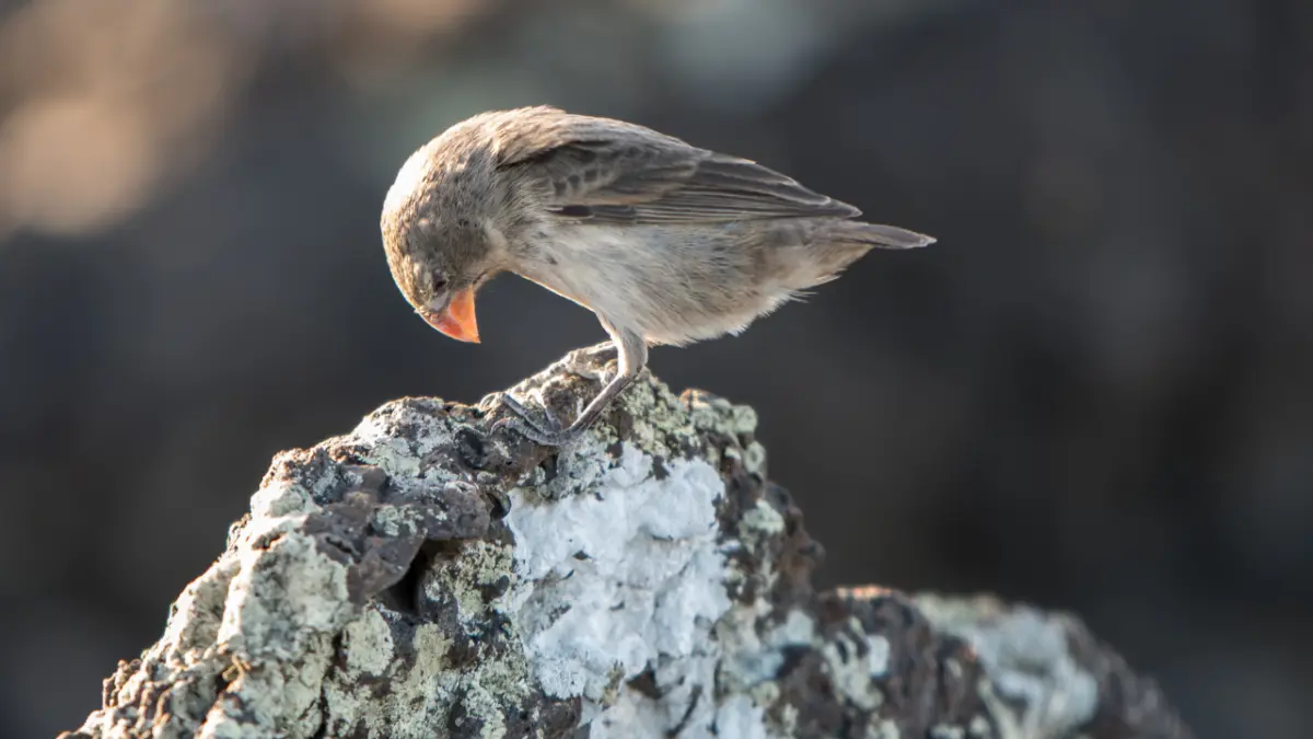 A small finch perches on a lichen-covered rock, head bowed, against a blurred background.