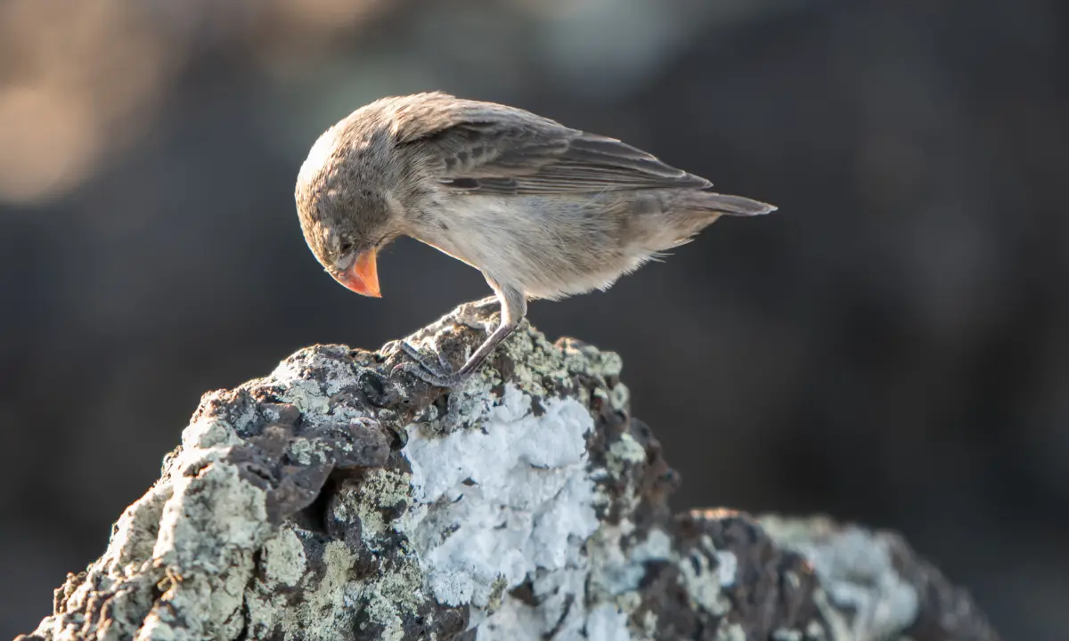 A small finch perches on a lichen-covered rock, head bowed, against a blurred background.