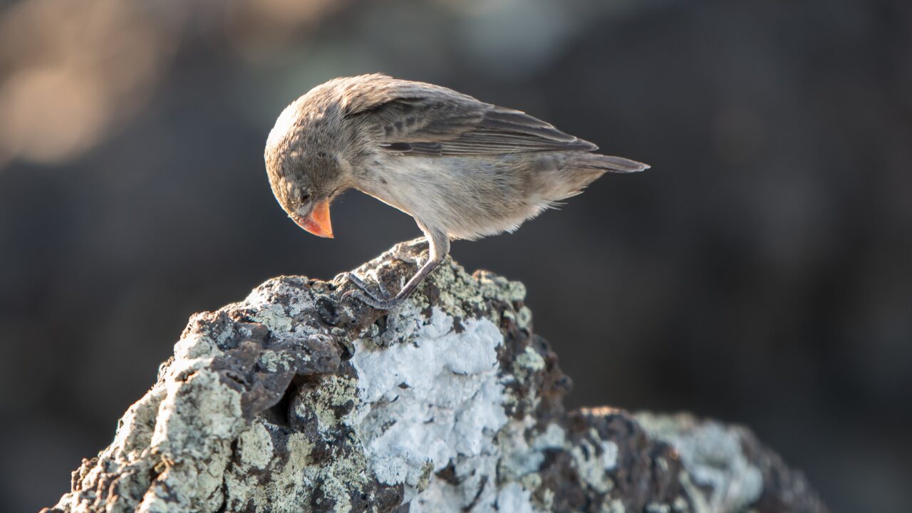 Three billion birds gone: Why America’s skies are emptying