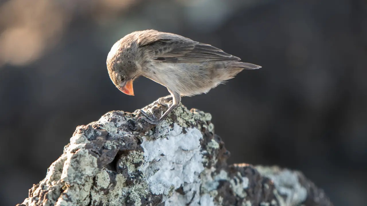 Three billion birds gone: Why America’s skies are emptying