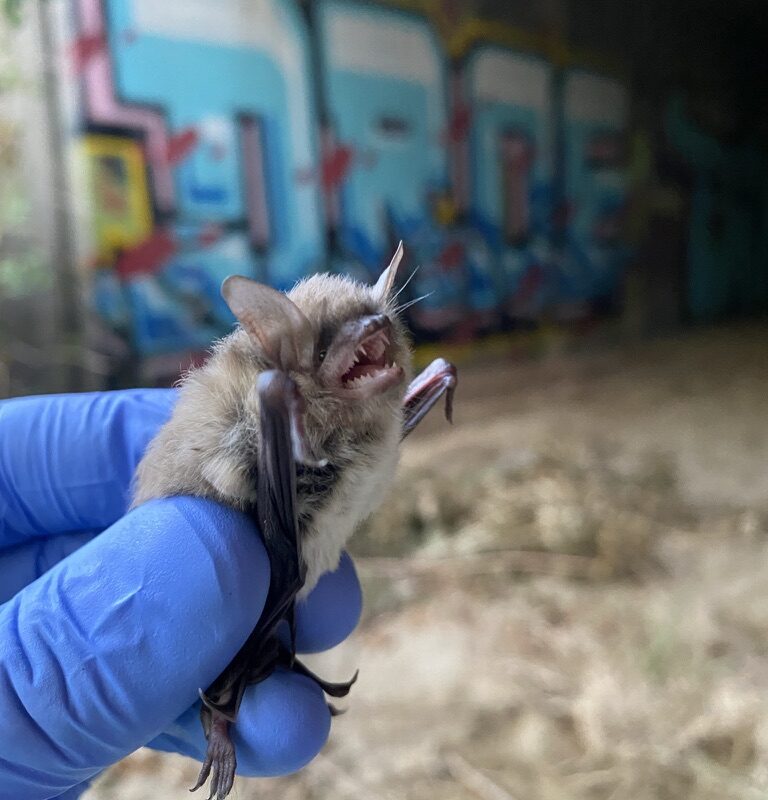 Using Vertical Gradients Of Urban Stressors to Characterize 3D Activity Of Mobile Urban Species