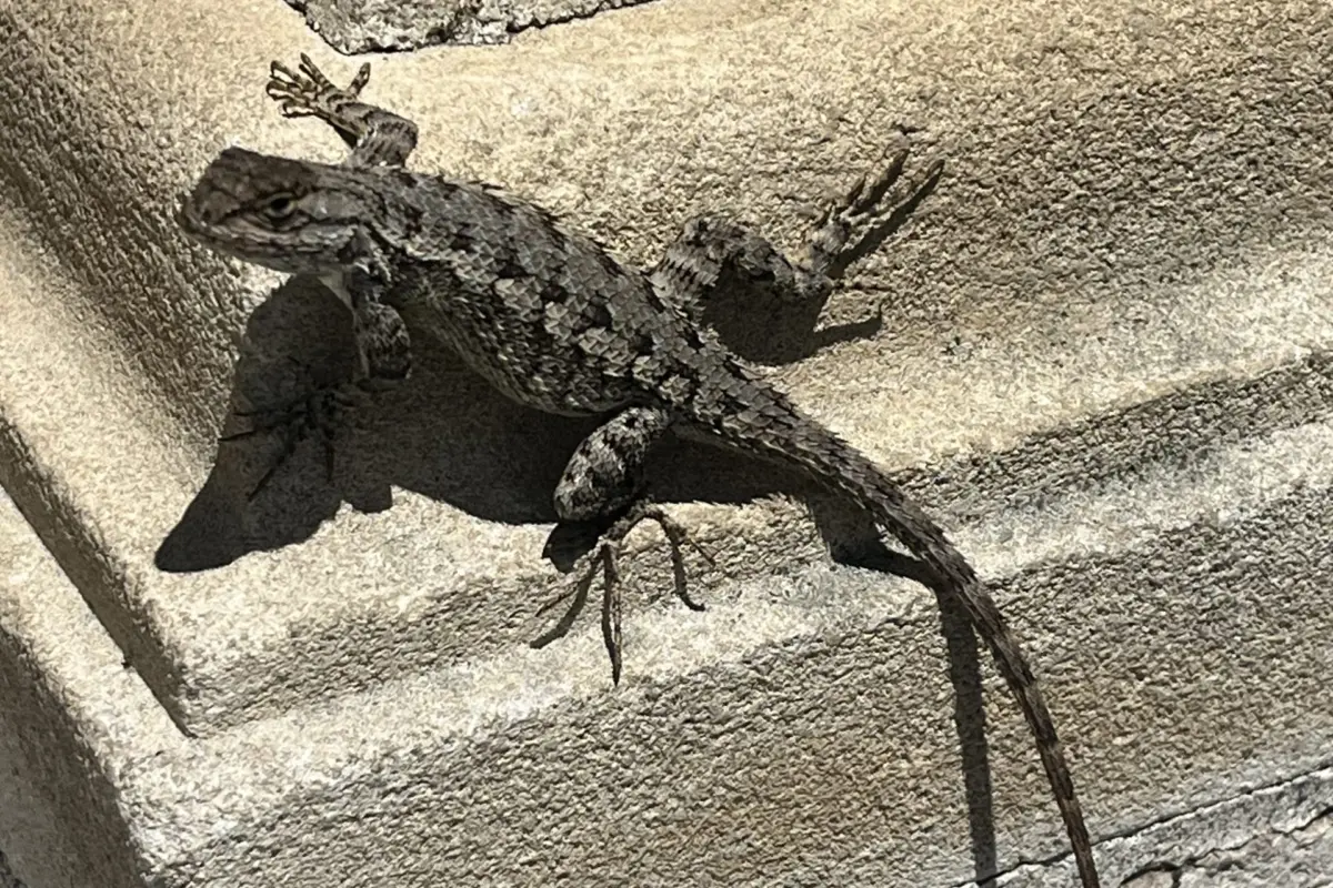Effects of Urbanization and Feral Cats on the Psychobiology of LA’s Most Abundant Lizard